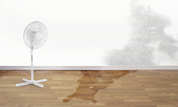 Best Water damage mitigation services  in Livingston, LA