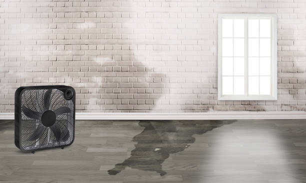 Best Flood damage cleanup  in Livingston, LA