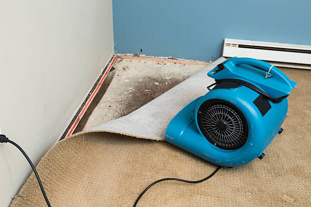 Best Local water damage restoration  in Livingston, LA